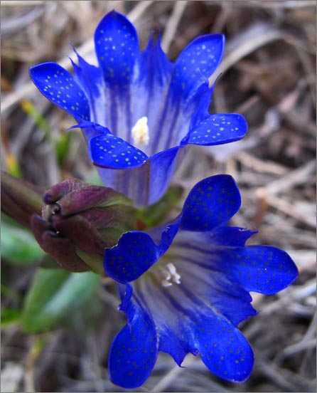 sm 966 Blue Gentian.jpg - Blue Gentian (Gentiana affinis var. ovata): An uncommon native not seen south of Marin County.